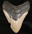 Megalodon Tooth - North Carolina #7466-1